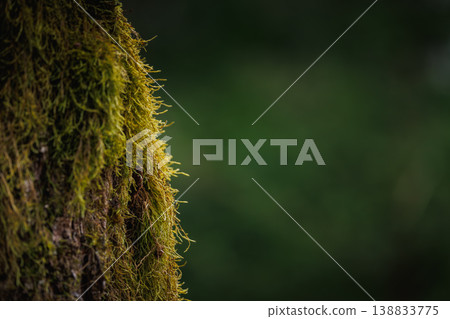 Background of tree bark with green moss 138833775