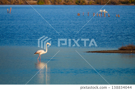 Flamingo wading in water Flamingo wading in water 138834044