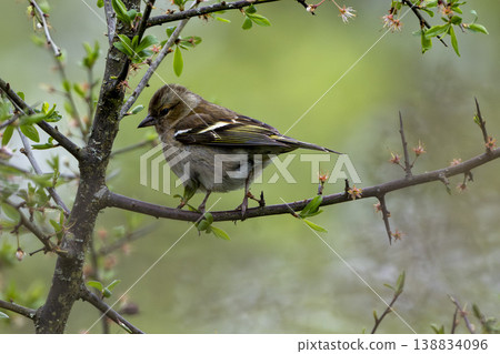 Female Chaffinch perching on spiky twig in woodland Female Chaffinch perching on spiky twig in woodland 138834096