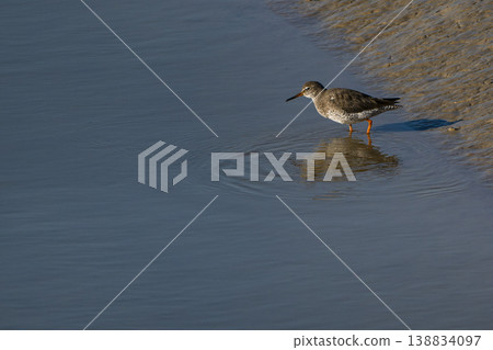 Redshank searching for next meal in Sussex wetland Redshank searching for next meal in Sussex wetland 138834097
