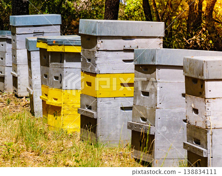 Bee hives in green forest. Beekeeping. Bee hives in green forest. Beekeeping. 138834111