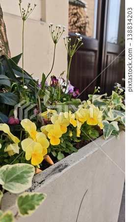 Yellow pansy flowers and green foliage in a planter near a wooden door, showcasing vibrant colors and natural beauty in an outdoor setting Yellow pansy flowers and green foliage in a planter near a wooden door, showcasing vibrant colors and natural beauty in an outdoor setting 138834203