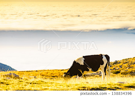 Cow on pasture in mountains, Portugal. 138834396