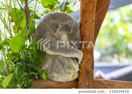 Photograph of a Koala sleeping in a tree surrounded by leaves Photograph of a Koala sleeping in a tree surrounded by leaves 138834458