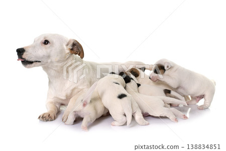 adult and puppies jack russel terrier adult and puppies jack russel terrier 138834851