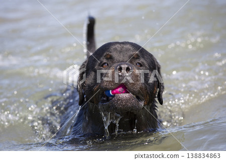rottweiler in holidays rottweiler in holidays 138834863