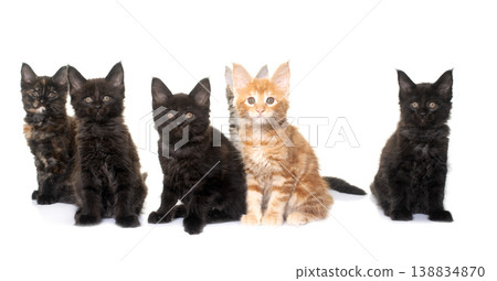 maine coon kitten maine coon kitten 138834870