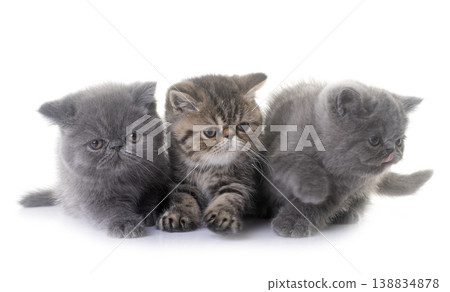 exotic shorthair kitten in studio exotic shorthair kitten in studio 138834878