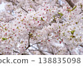 Cherry blossoms in full bloom, a gentle bokeh background of spring, and the beauty of nature. 138835098