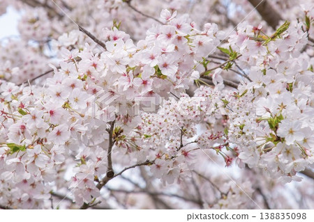Cherry blossoms in full bloom, a gentle bokeh background of spring, and the beauty of nature. 138835098