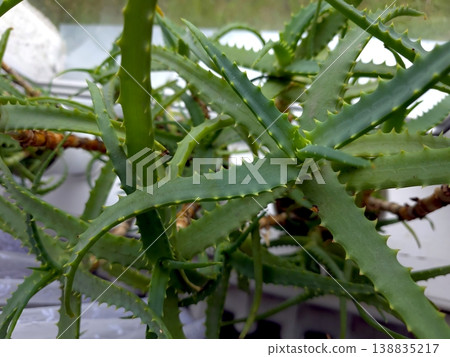 Aloe Plant With Flowers in a Pot on a Windowsill During Daytime in a Home Aloe Plant With Flowers in a Pot on a Windowsill During Daytime in a Home 138835217
