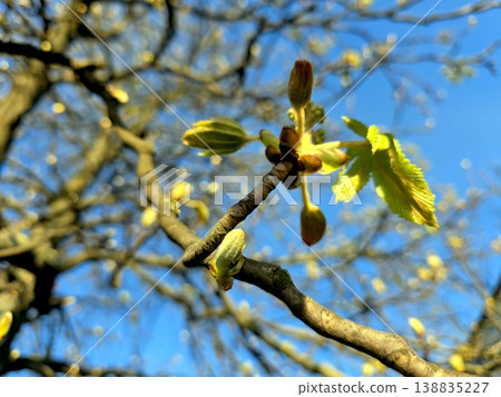 New Buds on Chestnut Tree Branches Signal the Arrival of Spring Weather 138835227