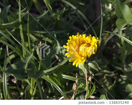 Dandelions Bloom in Spring Across a Grassy Field Under the Clear Sunny Sky Dandelions Bloom in Spring Across a Grassy Field Under the Clear Sunny Sky 138835240