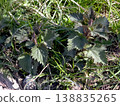 Nettle Plants Growing in a Field Surrounded by Green Grass During a Sunny Day 138835265