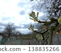 Pear Buds Begin to Bloom in Spring as Trees Prepare for Warmer Weather in a Garden 138835266