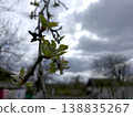 Spring Buds on a Pear Tree Branch Against a Cloudy Sky in a Rural Area 138835267