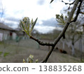 Pear Buds on a Branch Grow in Early Spring Near a Garden With Cloudy Skies 138835268