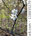 Plum Blossom in Spring on a Tree Branch With Green Background and Brown Tones 138835270