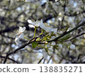 Plum Blossoms Open in Spring Sunlight on a Tree Branch in a Garden Setting 138835271