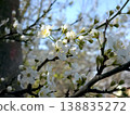 Plum Blossoms Bloom in Spring Under a Clear Blue Sky in a Garden Setting 138835272