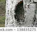 Hollow Tree Trunk Covered With Lime Paint in a Wooded Area During Daylight Hours 138835275
