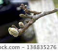 Walnut Buds Begin to Grow in Spring on a Branch in a Garden Near a Parked Car 138835276
