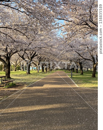 Row of cherry trees 138835589