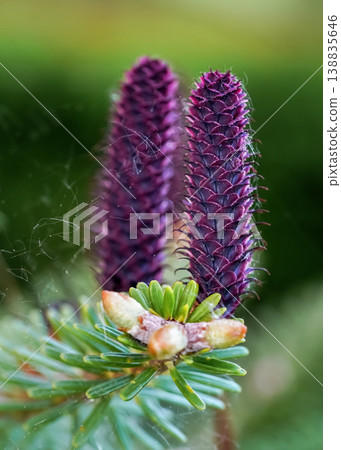 Young purple spruce (abies species) cones growing on branch with fir, closeup detail 138835646