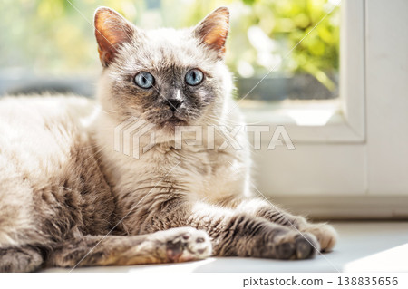 Furry cat relaxing on window sill ledge, sun shines to her, closeup detail Furry cat relaxing on window sill ledge, sun shines to her, closeup detail 138835656