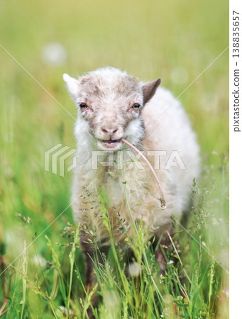 Young sheep or lamb grazing on green spring meadow, eating dandelion stalk, looks like it's smiling Young sheep or lamb grazing on green spring meadow, eating dandelion stalk, looks like it's smiling 138835657