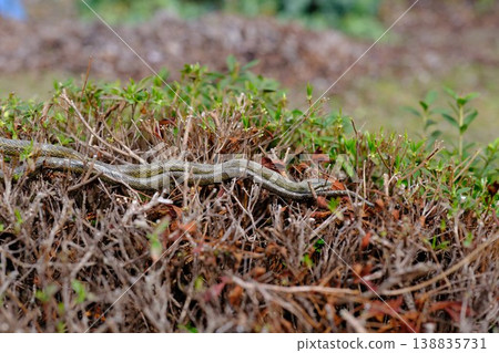 A snake waking up from hibernation A snake waking up from hibernation 138835731