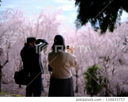 Lovers enjoying weeping cherry blossoms Lovers enjoying weeping cherry blossoms 138835757
