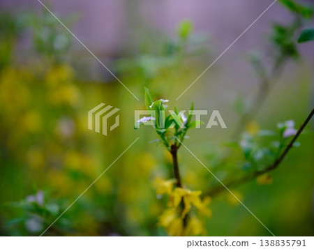 櫻桃花瓣 櫻桃花瓣 138835791