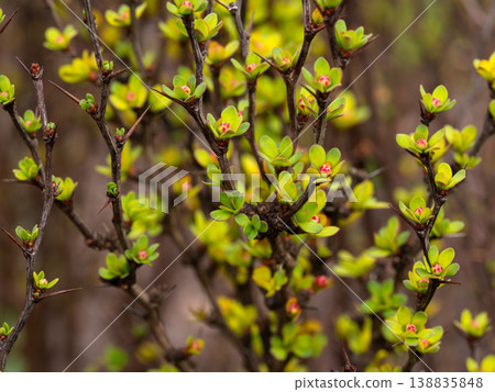 Close-up of young green leaves and red buds blooming on thorny barberry branches in spring 138835848
