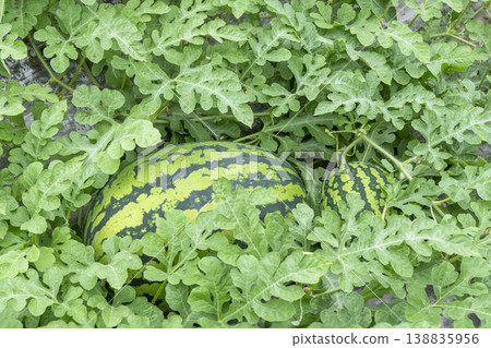 Watermelons and leaves in the field 138835956