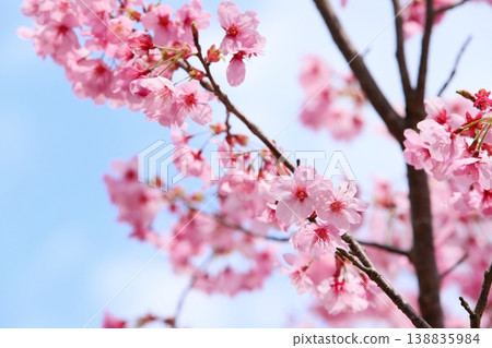 陽光下的粉紅色櫻花（藍天背景） 138835984