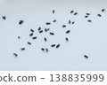 Cluster flies (Musca domestica): grass flies or attic flies on a windowsill, insecticide treatment 138835999