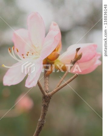 Rhododendron molle (afli20260330145823) Rhododendron molle (afli20260330145823) 138836148