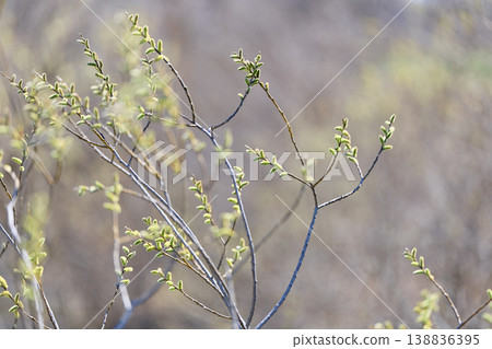 貓王威利 138836395