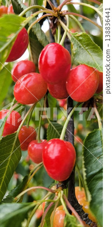 Ripe red cherries on a tree branch in a summer garden Ripe red cherries on a tree branch in a summer garden 138836441