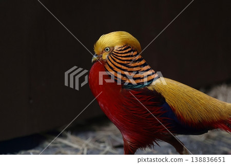 金雞的側面視圖 138836651