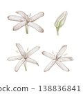 Coffee flowers and buds watercolor isolated illustration set. Hand drawn clipart of white arabica blossoms in botanical style for packaging design, cafe menu and organic branding. Coffee flowers and buds watercolor isolated illustration set. Hand drawn clipart of white arabica blossoms in botanical style for packaging design, cafe menu and organic branding. 138836841