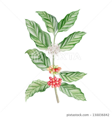 Watercolor coffee branch with white flowers and red cherries isolated illustration. Hand drawn coffee plant of arabica tree in botanical style for cafe menu, organic packaging and farm branding. Watercolor coffee branch with white flowers and red cherries isolated illustration. Hand drawn coffee plant of arabica tree in botanical style for cafe menu, organic packaging and farm branding. 138836842