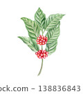 Coffee branch with red cherries watercolor Isolated illustration. Botanical plant of arabica coffee tree with green leaves clip art for cafe menu, packaging, harvest and farm branding. Coffee branch with red cherries watercolor Isolated illustration. Botanical plant of arabica coffee tree with green leaves clip art for cafe menu, packaging, harvest and farm branding. 138836843
