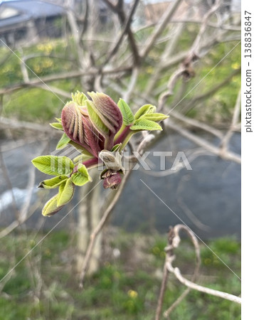日本胡桃(Juglans mandshurica)的新芽與萌芽:春天河邊野生樹木的景象。 日本胡桃(Juglans mandshurica)的新芽與萌芽:春天河邊野生樹木的景象。 138836847