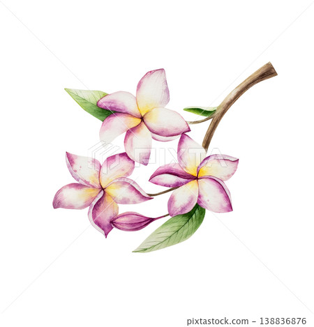 Realistic blooming frangipani flowers on on a branch. Watercolor hand drawn tropical plumeria plant. Isolated botanical illustration on transparent background. Perfect for tropical design projects 138836876