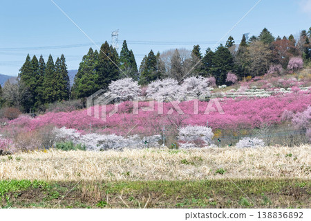 Springtime view of Nakanojo Gardens, from the perspective of the peach blossom hill. Springtime view of Nakanojo Gardens, from the perspective of the peach blossom hill. 138836892