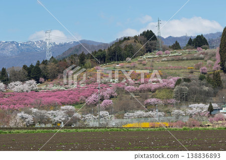Springtime view of Nakanojo Gardens, from the perspective of the peach blossom hill. Springtime view of Nakanojo Gardens, from the perspective of the peach blossom hill. 138836893