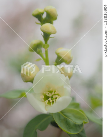 繡線菊（Spiraea thunbergii）的花朵和花蕾（afli20260330151343） 138836904