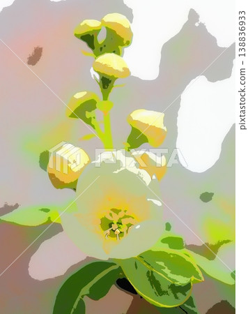 繡線菊(Spiraea thunbergii)的花朵和花蕾(afr20260330151343) 繡線菊(Spiraea thunbergii)的花朵和花蕾(afr20260330151343) 138836933